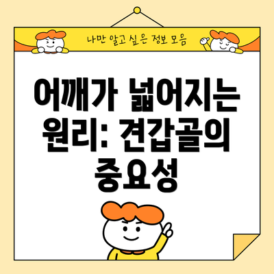 어깨가 넓어지는 원리: 견갑골의 중요성