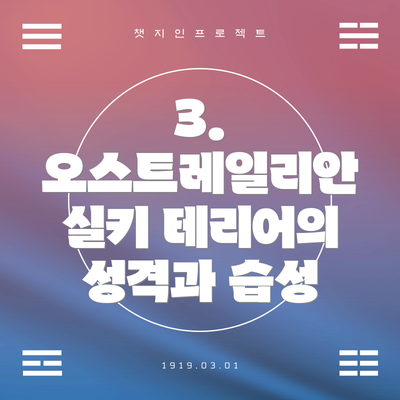 3. 오스트레일리안 실키 테리어의 성격과 습성