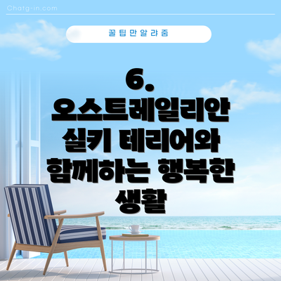 6. 오스트레일리안 실키 테리어와 함께하는 행복한 생활